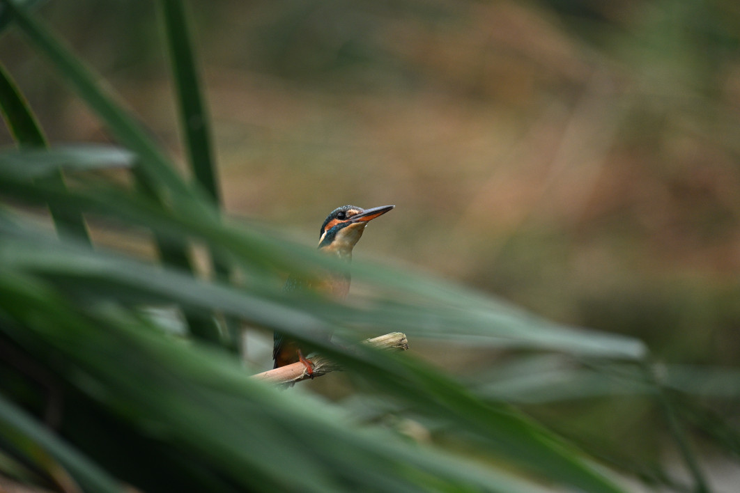 1/80 s, f/8, ISO 1600, 400.0 mm
