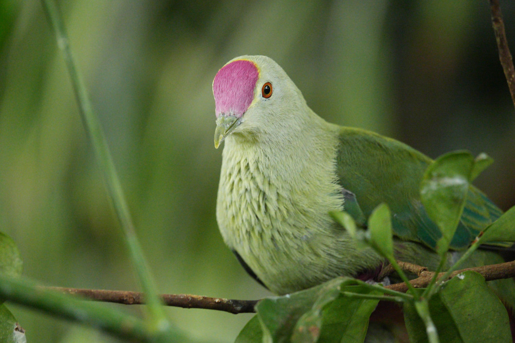 1/125 s, f/4, ISO 2500, 600 mm