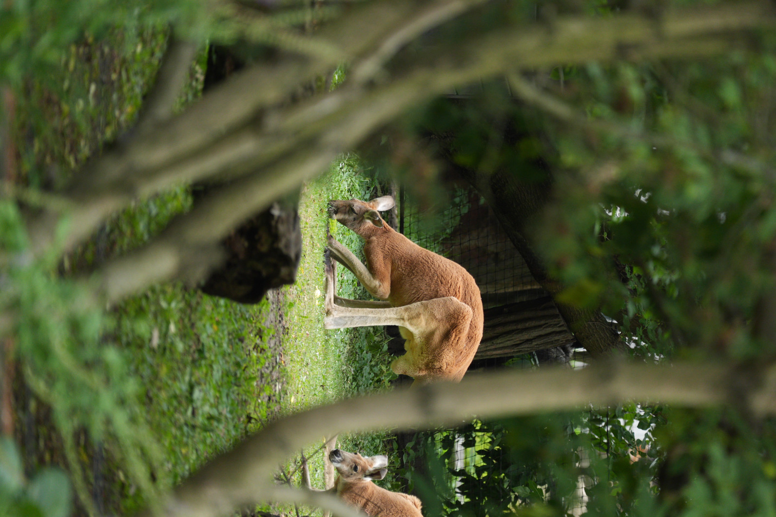1/125 s, f/4, ISO 250, 450 mm
