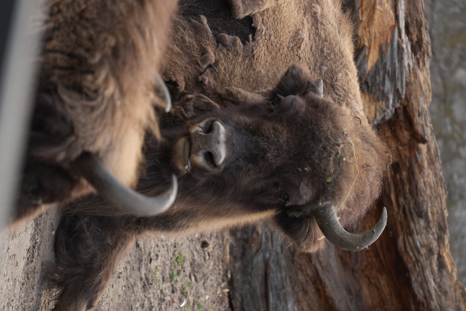 1/250 s, f/4, ISO 200, 1331.2 mm