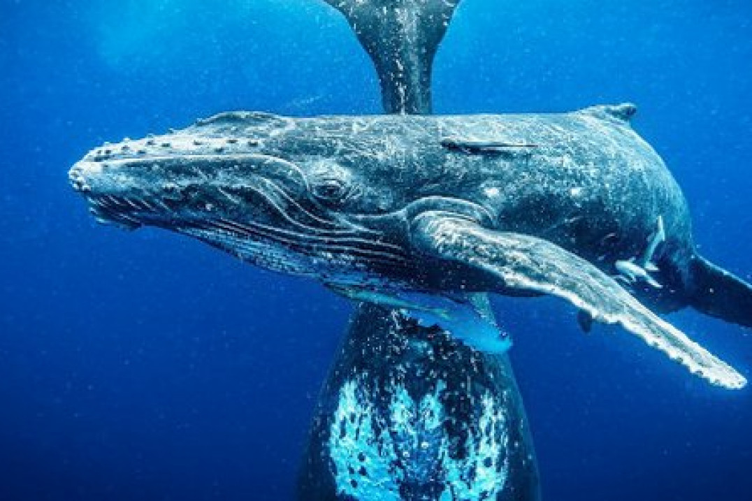 11. Wielki Konkurs Fotograficzny National Geographic