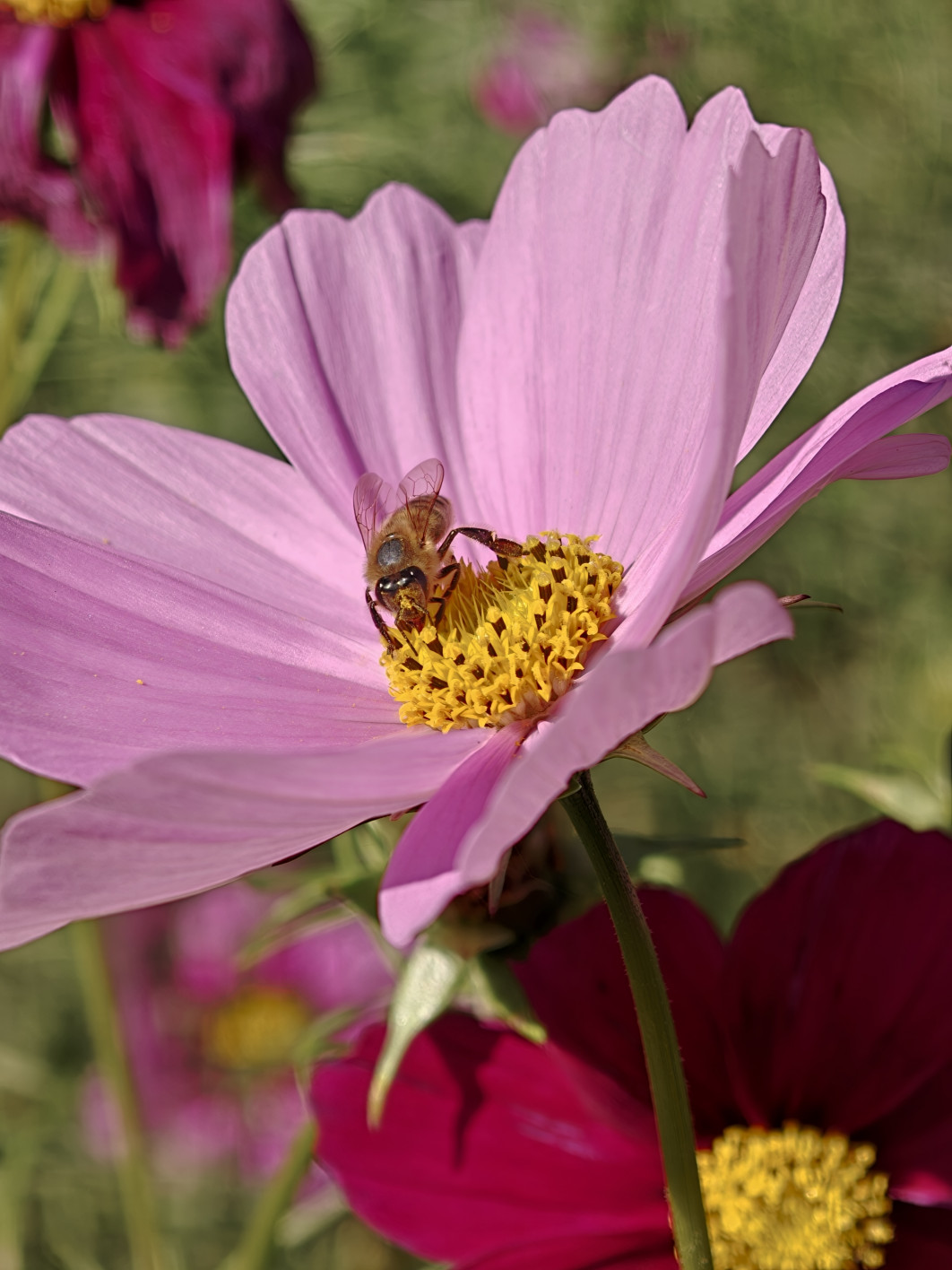 1/265 s, f/2.1, ISO 50, 16.5 mm