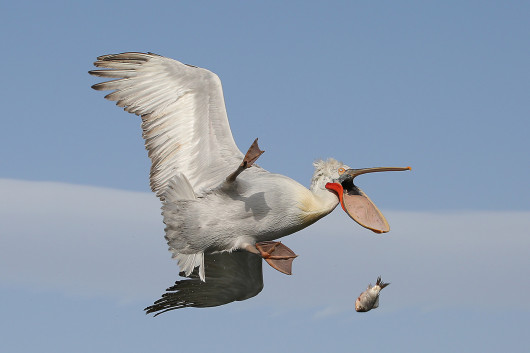 © Nicolas de Vaulx - I miejsce w kategorii The Kenya Airways Creatures in the Air