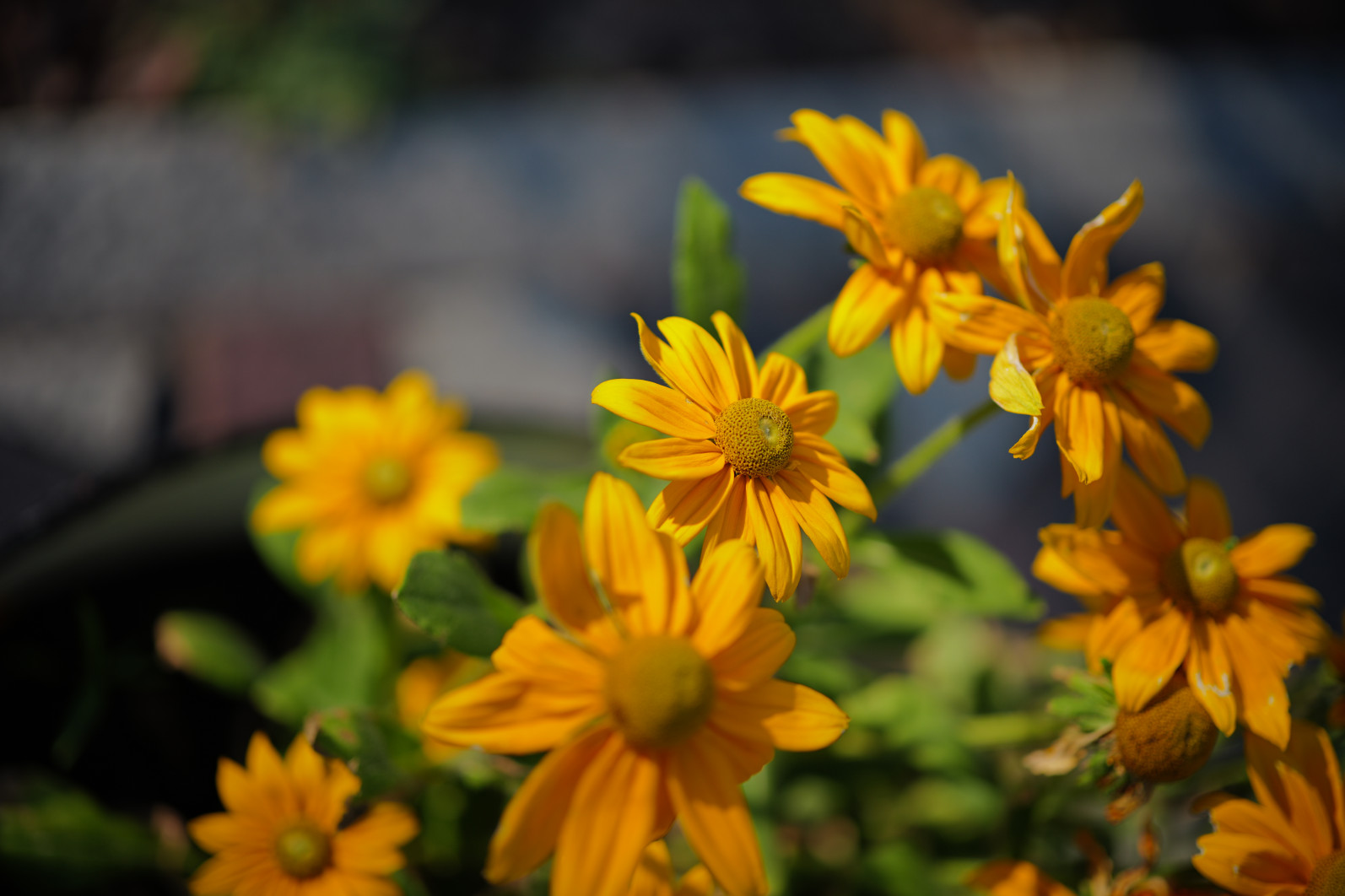 1/800 s, f/1.4, ISO 100, 75 mm