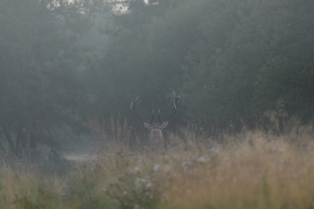 1/640 s, f/4.5, ISO 1000, 400 mm, crop APS-C