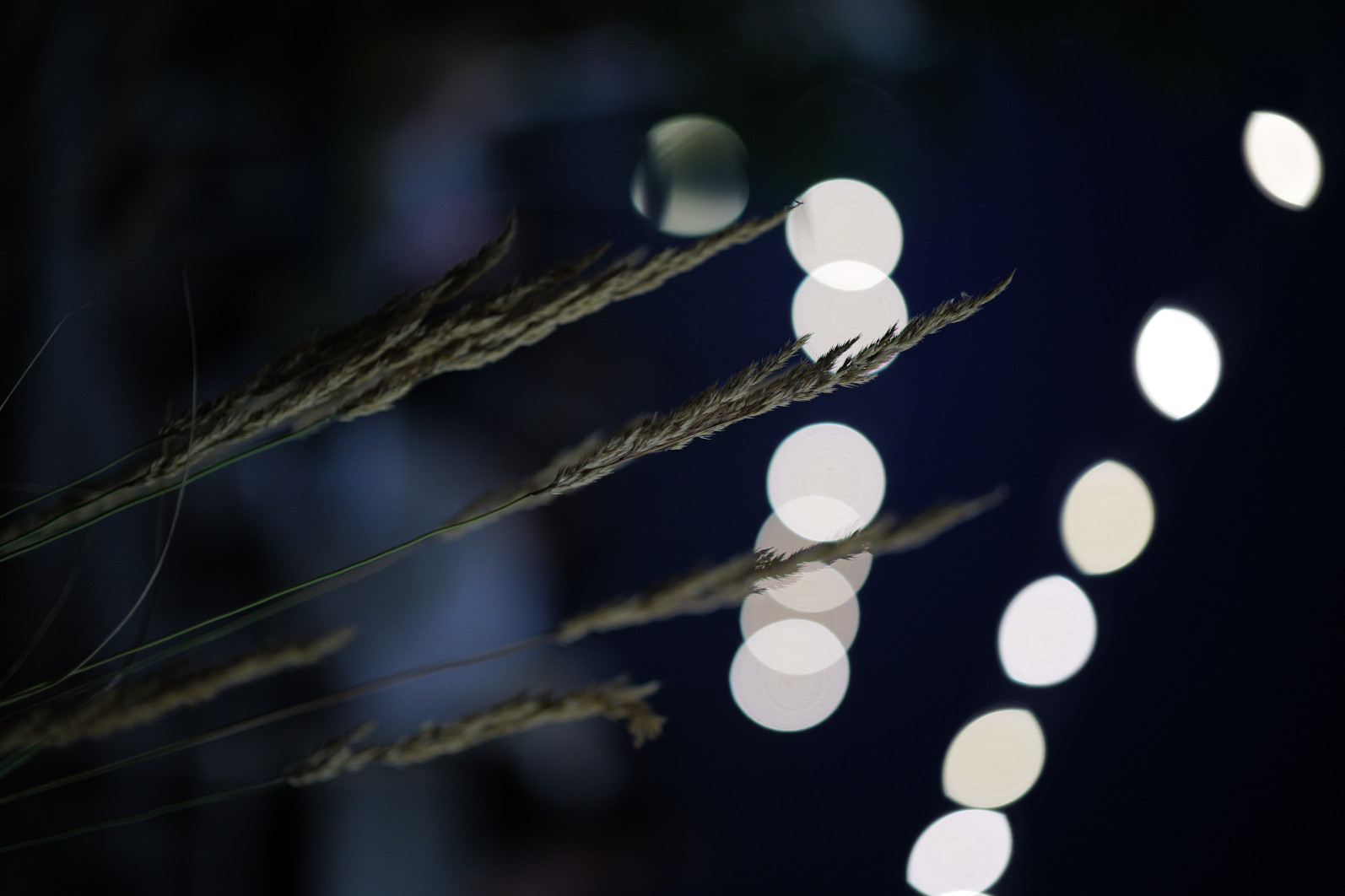1/125 s, f/1.4, ISO 1600, 75 mm