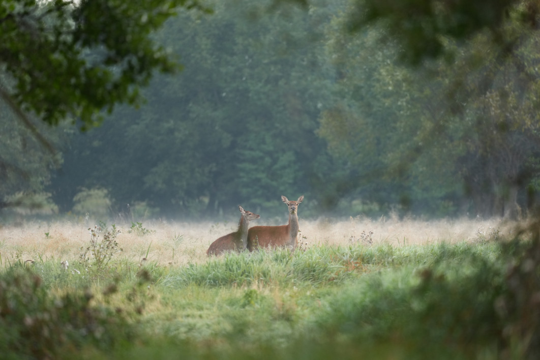 1/640 s, f/4.5, ISO 1250, 400 mm