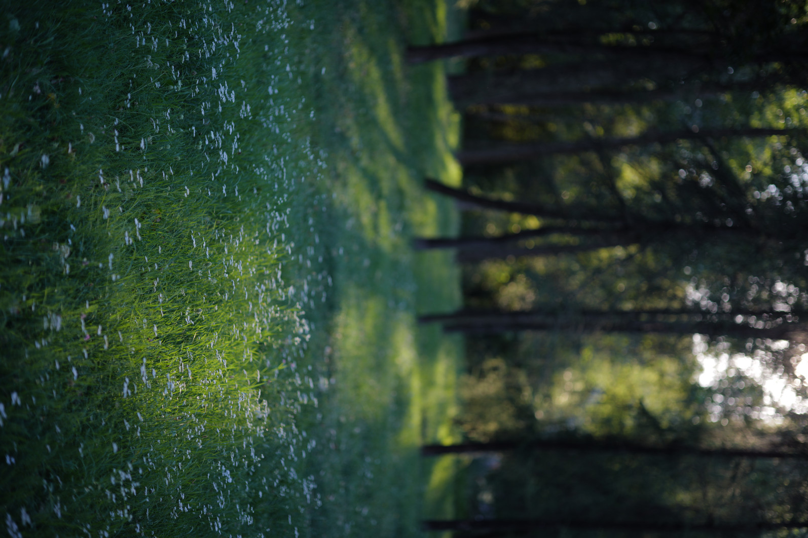1/320 s, f/1.4, ISO 100, 75 mm