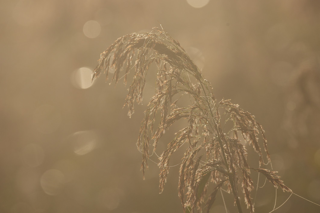 1/2500 s, f/8, ISO 400, 400 mm