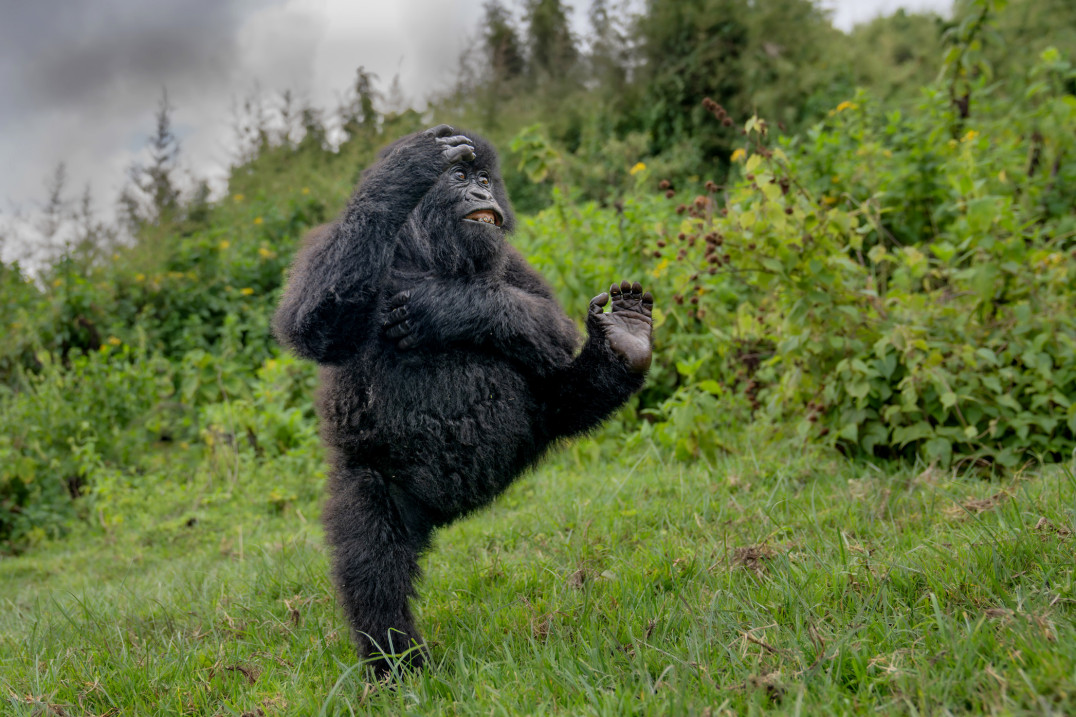 Finaliści Nikon Comedy Wildlife Awards 2025, czyli najzabawniejsze zdjęcia przyrodnicze tego roku