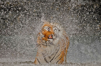 Konkurs Fotograficzny National Geographic 2012 - wyniki