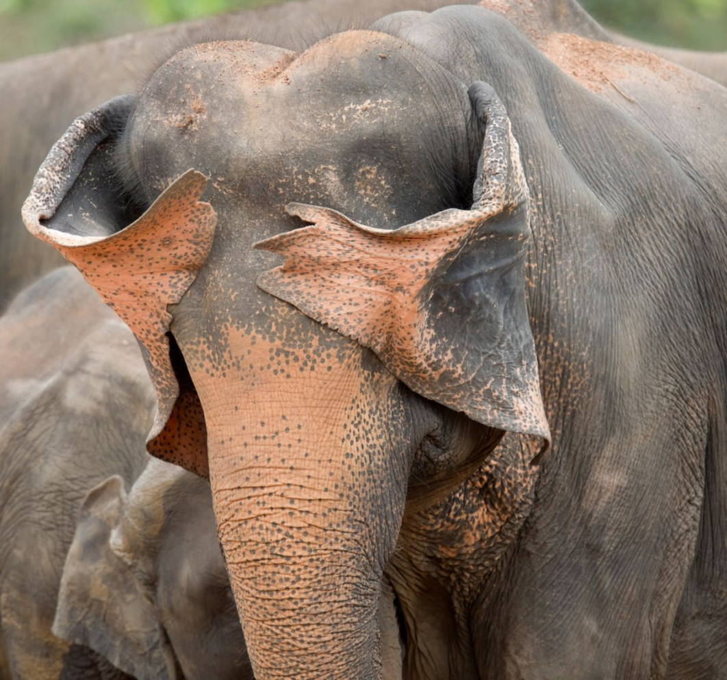 "Peek a Boo", fot. Henry Szwinto, Nikon Comedy Wildlife Awards 2025