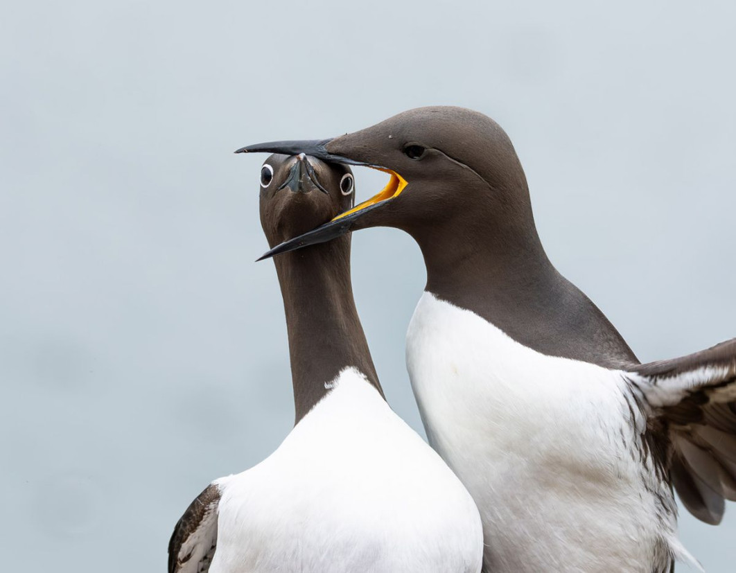 "Headlock", fot. Warren Price, Nikon Comedy Wildlife Awards 2025