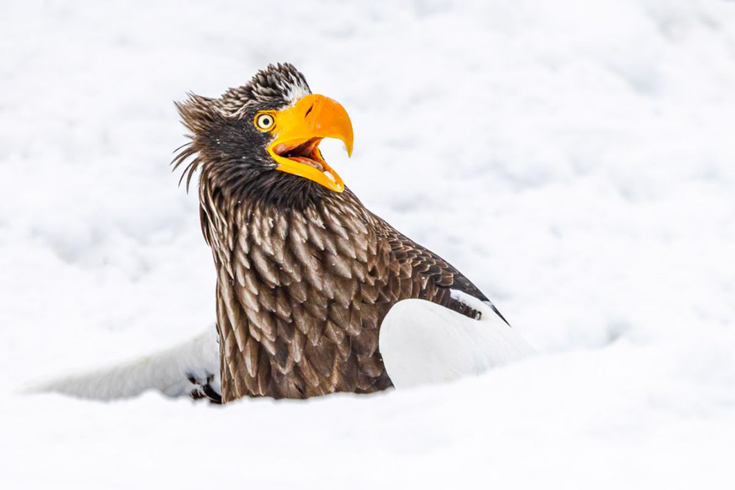 "Go away", fot. Annette Kirby, Nikon Comedy Wildlife Awards 2025
