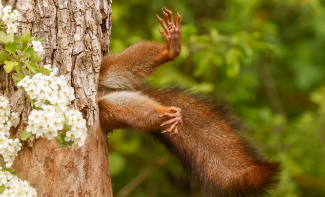 Nikon Comedy Wildlife Photography Awards 2024 - uśmiech natury