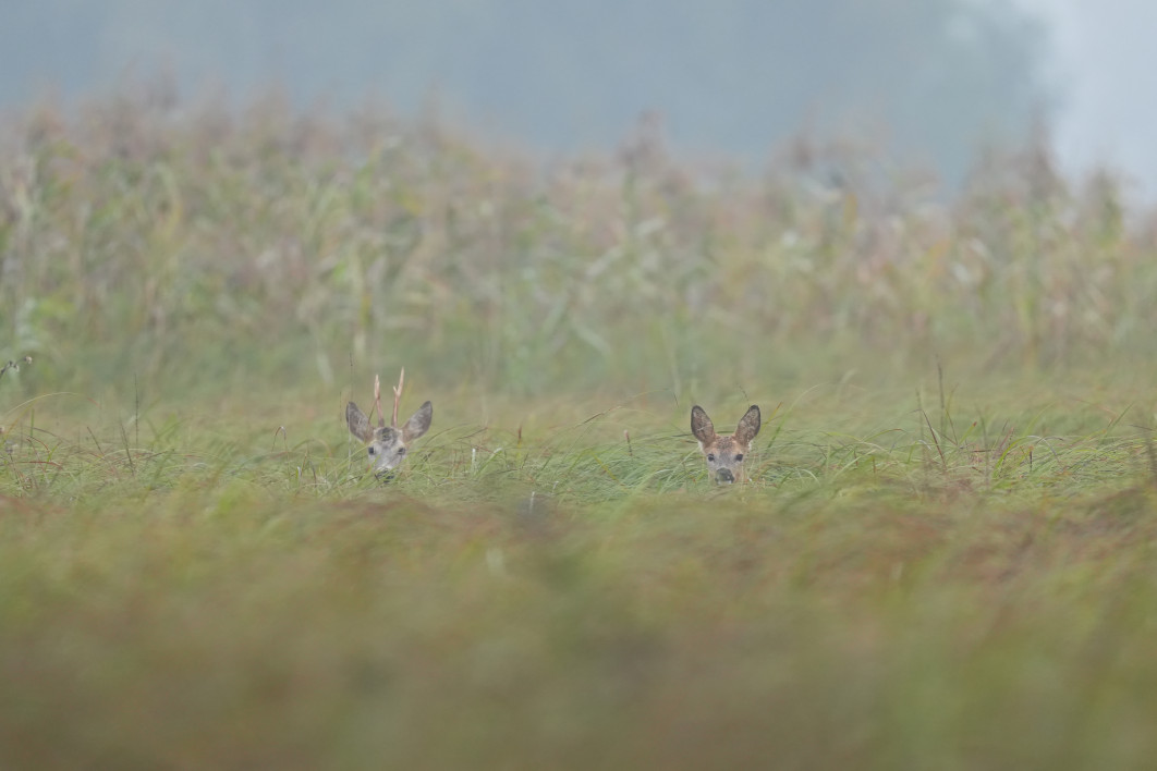 1/320 s, f/4.5, ISO 1600, 400 mm, crop APS-C