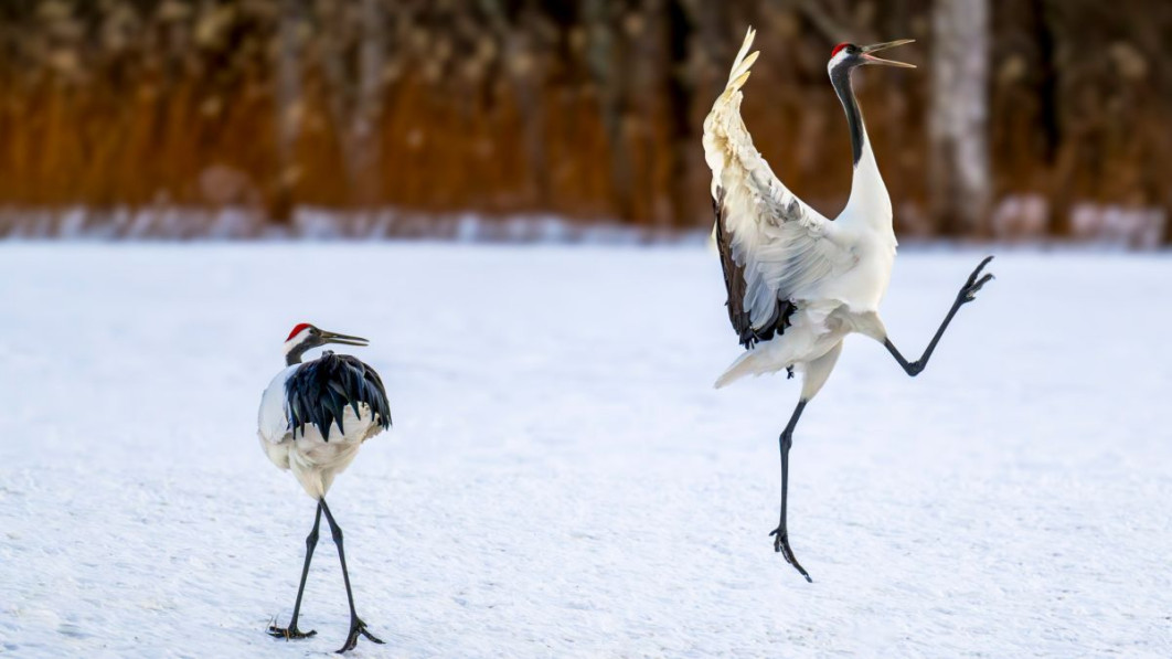 "OMG he’s at it again!", fot. David Rice, Nikon Comedy Wildlife Awards 2025