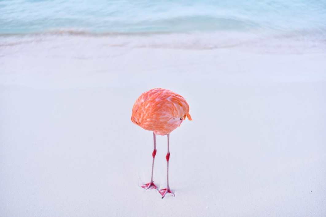 "Flamingone", Miles Astray,  Nikon Comedy Wildlife Awards 2025