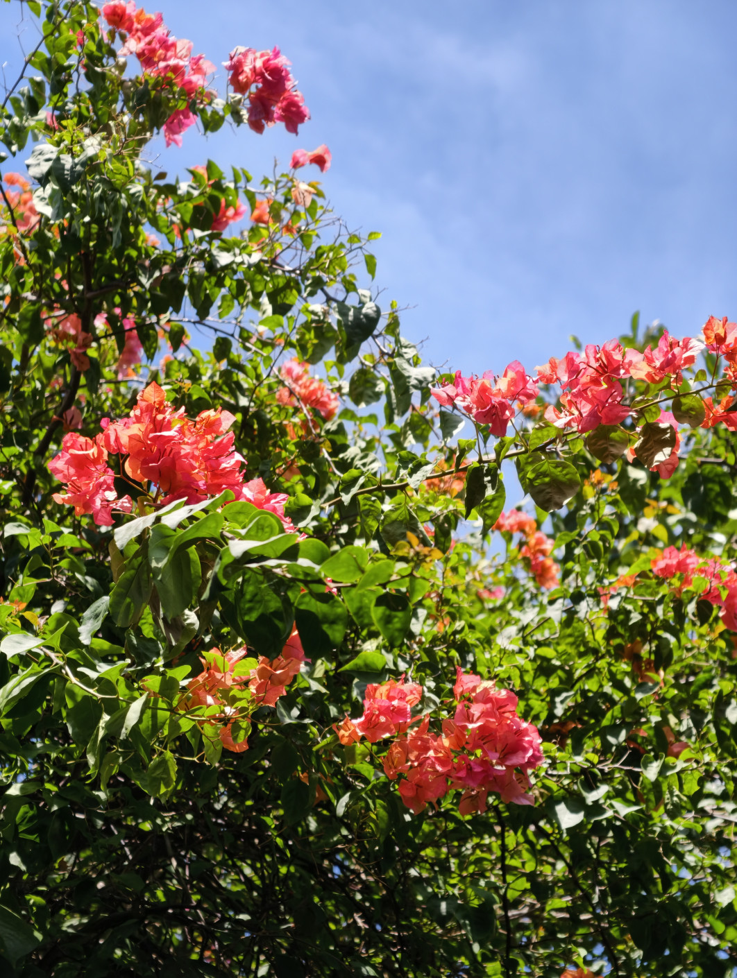 1/562 s, f/2.7, ISO 92, 85 mm