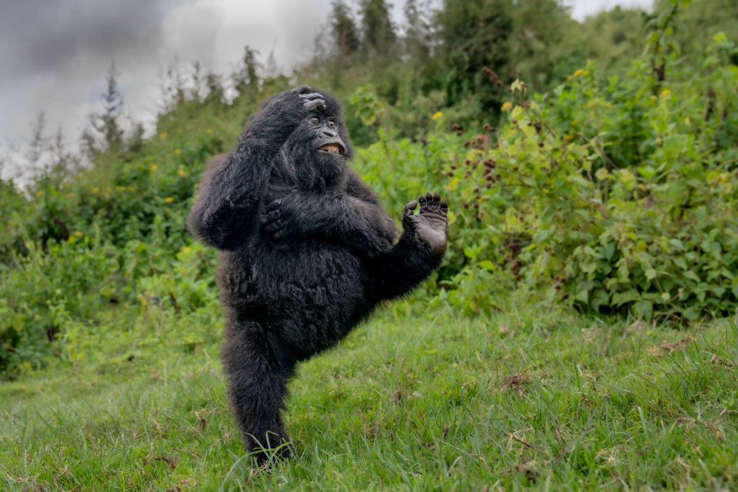 "High Five", fot. Mark Meth-Cohn, Nikon Comedy Wildlife Awards 2025