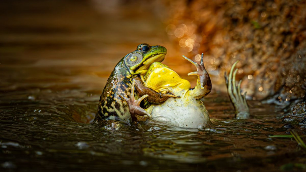 "Baptism of the Unwilling Convert", fot. Grayson Bell, Nikon Comedy Wildlife Awards 2025