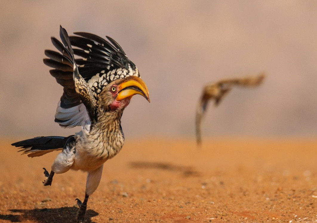 "Hornbill In a Hurry", fot. Geoff Martin, Nikon Comedy Wildlife Awards 2025