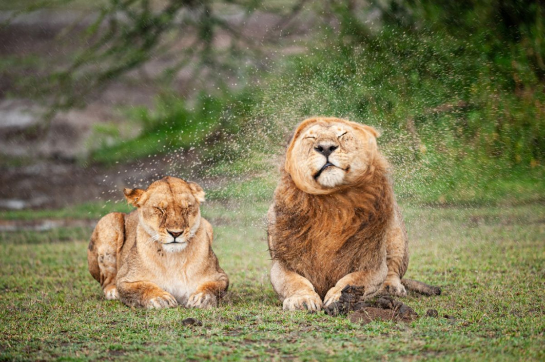 "Darling, please stop!", fot. Massimo Felici, Nikon Comedy Wildlife Awards 2025