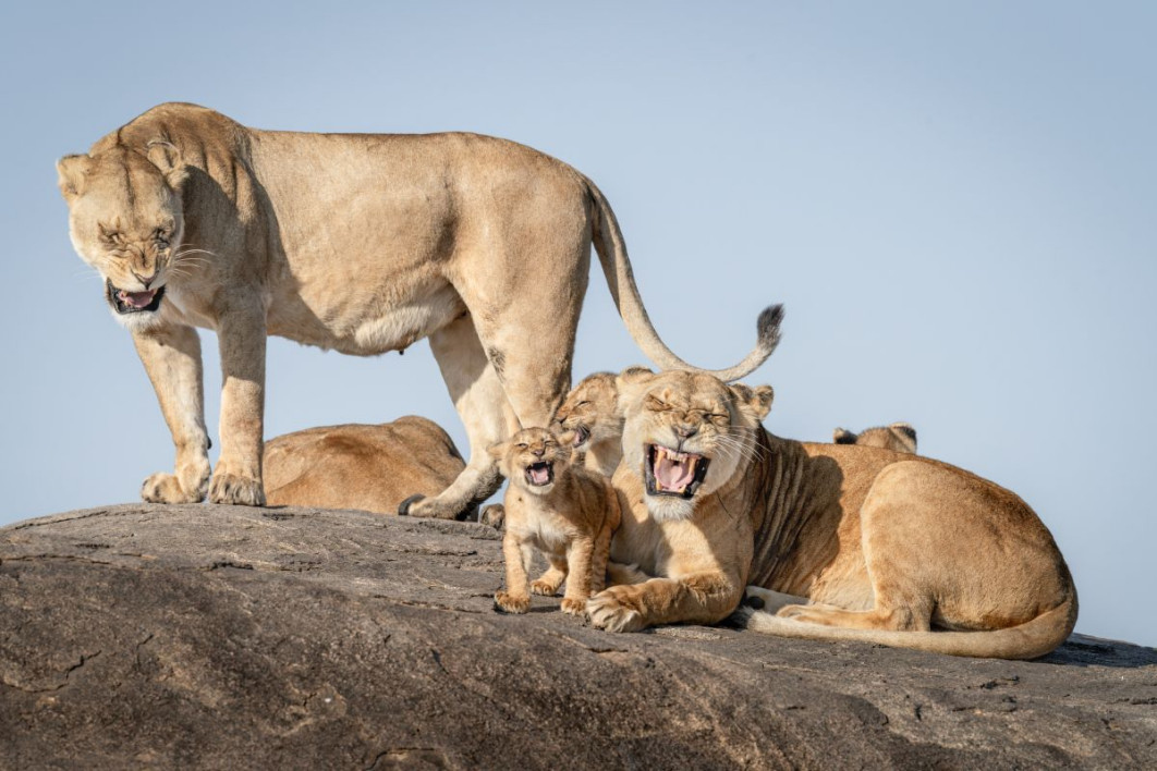 "I Just Can’t Wait To Be King", fot. Bret Saalwaechter, Nikon Comedy Wildlife Awards 2025