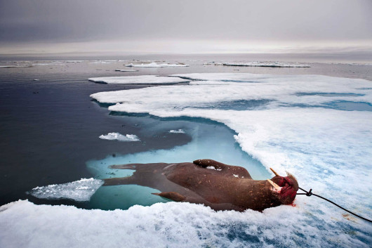 fot. Katie Orlinsky