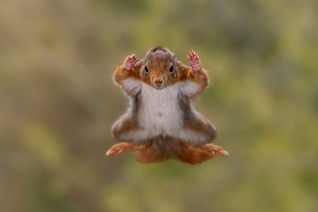"Squirrel Airborne Surrender Mode", fot. Stefan Cruysberghs, Nikon Comedy Wildlife Awards 2025