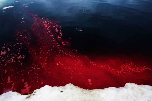fot. Katie Orlinsky