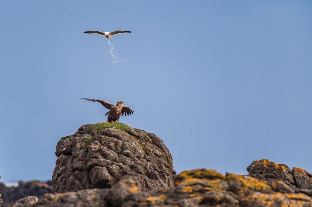"Territorial Defense Operation", fot. Antoine Reze, Nikon Comedy Wildlife Awards 2025