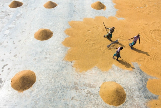 © Kazi Mushfiq, I miejsce w kategorii Bring Home the Harvest