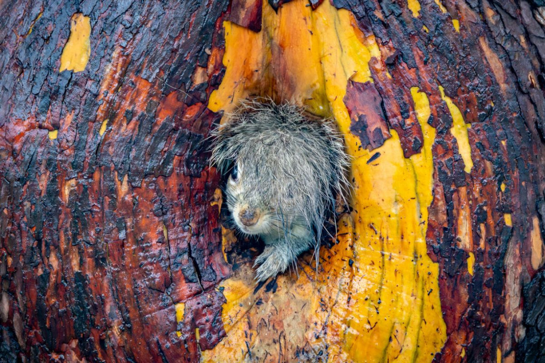 "Bad Hair Day!", fot. Christy Grinton, Nikon Comedy Wildlife Awards 2025