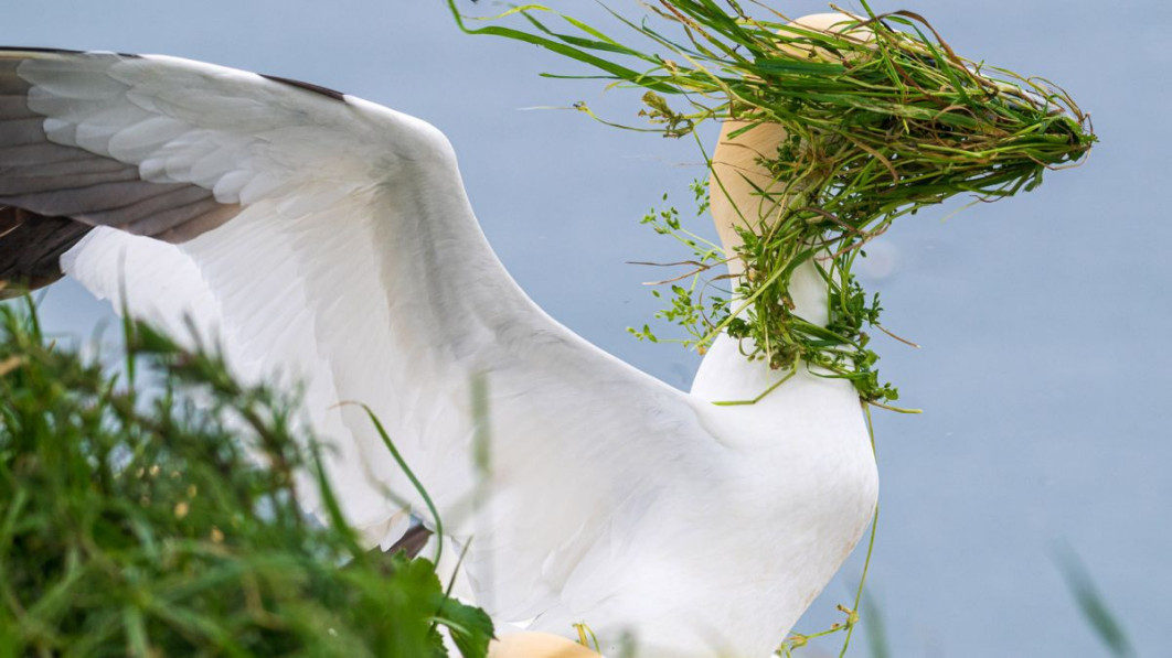 "Now which direction is my nest?", fot. Alison Tuck, Nikon Comedy Wildlife Awards 2025