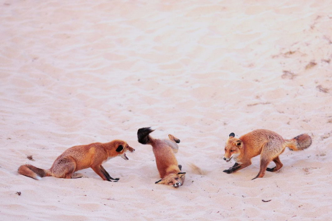 "Hit the Dance Floor", fot. Paula Rustemeier, Nikon Comedy Wildlife Awards 2025