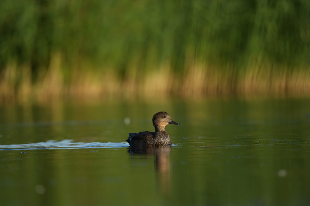 1/1250 s, f/9, ISO 800, 800 mm