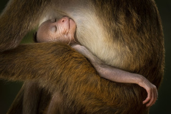 Konkurs Wildlife Photographer of the Year 2024 rozstrzygnięty. Obejrzyjcie zachwycające zdjęcia przyrody