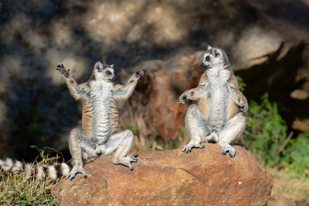 "Welcome to Zen Lemur Yoga Course!", fot. Andrey Giljov, Nikon Comedy Wildlife Awards 2025
