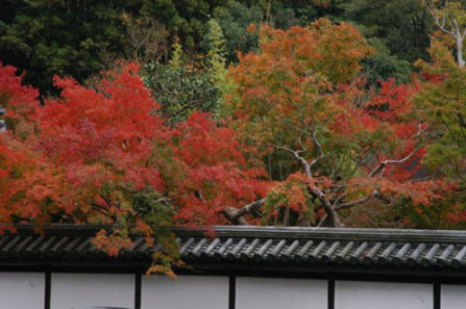 "Japonia - czerwone ogrody i szklane domy" - pokaz w Muzeum Ziemi