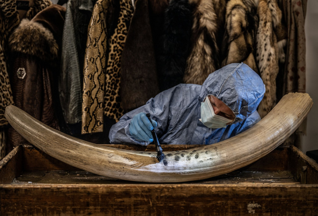<strong>Dusting for New Evidence, fot. Britta Jaschinski, Niemcy/UK, Zwycięzca w kategorii: Photojournalism, Wildlife Photographer of the Year 2024</strong><br/>


Britta Jaschinski przygląda się, jak śledczy z londyńskiej policji szuka odcisków palców na skonfiskowanych kłach. 
 

Britta spędziła czas w departamencie CITES Border Force, gdzie badane są skonfiskowane produkty pochodzenia zwierzęcego. Nowo opracowany proszek magnetyczny pozwala ekspertom uzyskać odciski palców z kości słoniowej do 28 dni po jej dotknięciu, zwiększając szanse na zidentyfikowanie osób zaangażowanych w nielegalny handel. 
 

Międzynarodowy Fundusz na rzecz Dobrostanu Zwierząt rozprowadził ponad 200 specjalnie stworzonych zestawów wśród służb granicznych z 40 krajów. Odegrały one kluczową rolę w czterech sprawach, które doprowadziły do 15 aresztowań.
<br/>

Sprzęt: Leica SL2 + 24–90 mm f/2.8–4; 62 mm, 1/80 s, f/3.8; ISO 200