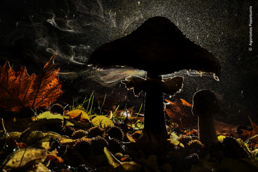 “Last breath of autumn”, fot. Agorastos Papatsanis, Grecja 
Zwycięzca w kategorii “Plants and Fungi”  
Agorastos Papatsanis sfotografował grzyba uwalniającego zarodniki w lesie.  Od dawna zafascynowany grzybami, Agorastos użył swojego srebrnego parasola fotograficznego, aby zapobiec zamoczeniu aparatu i przykrył starannie lampę błyskową plastikową torbą. Kolorowe akcenty pochodzą z załamania światła przechodzącego przez obciążone zarodnikami prądy powietrza i deszcz. Czubajka kania uwalnia zarodniki z blaszek pod kapeluszem. Miliardy maleńkich zarodników przemieszczają się - zwykle niewidoczne - w prądach powietrza. Niektóre z nich lądują tam, gdzie jest wilgoć i pożywienie, umożliwiając im rozwój. 
 Lokalizacja: Góra Olimp, Pieria, Grecja  
Szczegóły techniczne: Nikon D810 + Nikkor AF-S Micro 105 mm f/2.8G IF-ED VR; 1/40 s; f/36; ISO 500; lampa błyskowa Godox + wyzwalacz; mini statyw Leofoto
