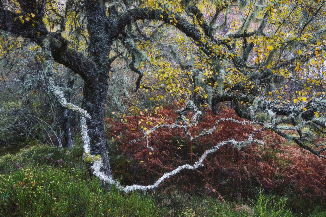 <strong>Old Man of the Glen. fot. Fortunato Gatto, Włochy, Zwycięzca w kategorii: Plants and Fungi, Wildlife Photographer of the Year 2024
</strong><br/>




Fortunato Gatto natrafia na sękatą starą brzozę ozdobioną bladymi porostami „brody starca”. 
 

Fortunato często samotnie odwiedza stare lasy sosnowe Glen Affric, aby zatracić się w ich zawiłym, chaotycznym, ponadczasowym pięknie. Blade porosty tzw. „brody starca” wskazują, że jest to obszar o minimalnym zanieczyszczeniu powietrza. 
 

Glen Affric jest domem dla największej koncentracji rodzimych drzew w Wielkiej Brytanii, co czyni go ważnym ekosystemem. Analiza pyłków zachowanych w warstwowych osadach wskazuje, że las stoi tu od co najmniej 8300 lat.<br/>

Sprzęt. Canon EOS R5 + 24–105 mm f/4; 4 s, f/13, ISO 320