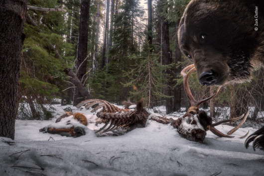 fot. Zack Clothier, Grizzly leftovers, nagroda w kat. Animals in their Environment / Wildlife Photographer of the Year 2021Zack uznał, że szczątki łosia bedą idealnym miejscem do ustawienia fotopułapki. Powrót na miejsce był trudny. Zack przedzierał się przez tryskające strumienie i powalone drzewa, tylko po to, by zobaczyć, że cały jego zestaw został zniszczony. To ostatnia klatka uchwycona przez aparat.Niedźwiedzie Grizzlie, podgatunek niedźwiedzi brunatnych, spędzają do siedmiu miesięcy w lekkiej hibernacji. Gdy przebudzają się na wiosnę są głodne i spożywają różnorodne pożywienie, w tym ssaki.