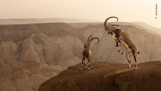 “Life on the edge”, fot. Amit Eshel, Izrael 
Zwycięzca w kategorii “Animals in their Environment”  
Amit Eshel był świadkiem dramatycznego starcia dwóch koziorożców nubijskich na klifie.    Po dotarciu do punktu widokowego na szczycie, Amit powoli podkradł się bliżej, aby uchwycić starcie na dramatycznym tle używając szerokokątnego obiektywu. Walka trwała około 15 minut, zanim jeden z samców poddał się. Pojedynek zakończył się bez poważnych obrażeń. W czasie poprzedzającym okres godowy część sierści samców ciemnieje a ich kark staje się bardziej umięśniony. W trakcie potyczek rywale podnoszą się na tylnych łapach i zderzają się głowami. Czasami łamią się przy tym ich rogi.   
Lokalizacja: Pustynia Zin, Izrael   
Szczegóły techniczne: Canon EOS R5 + Canon RF 24-70 mm f/2.8L IS USM przy 45 mm; 1/800 s; f/8; ISO 500  
