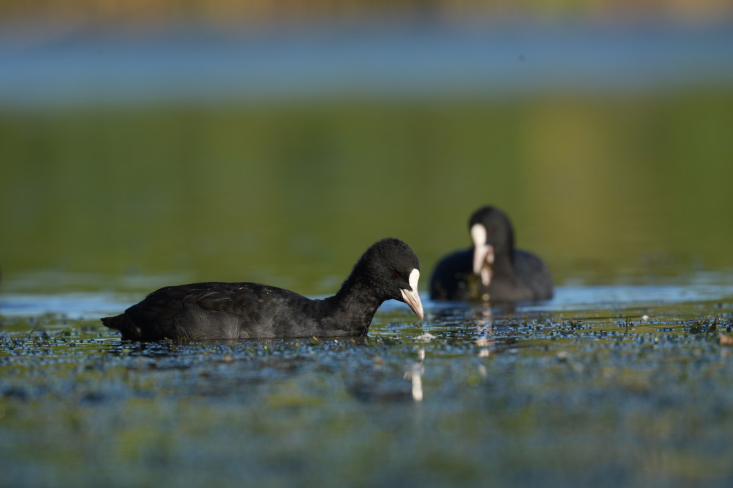1/500 s, f/9, ISO 400, 800 mm