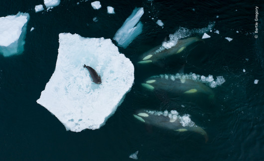 “Whales making waves”, autor: Bertie Gregory, Wielka Brytania 
Zwycięzca w kategorii “Behaviour: Mammals” 
Gregory sfotografował stado orek, które przygotowują się do ataku na fokę Weddella.  Bertie odbył dwie miesięczne wyprawy w poszukiwaniu orek.  Spędziliśmy każdą minutę na dachu łodzi, skanując otoczenie - wspomina.  Po walce z silnym wiatrem i mrozem udało mu się uchwycić to niezwykłe zdarzenie za pomocą drona.  Orki na zdjęciu należą do grupy, specjalizującej się w polowaniu na foki poprzez nacieranie w kierunku lodu, tworząc falę, która zmywa fokę z kry. Wraz z rosnącymi temperaturami, które topią kry lodowe, foki spędzają więcej czasu na lądzie. Z tego powodu ta strategia polowania u orek może zaniknąć.  
Lokalizacja: Półwysep Antarktyczny, Antarktyda 
 Szczegóły techniczne: DJI Mavic 2 Pro + Hasselblad L1D-20c + 28 mm f/2.8; 1/120 s; f4; ISO 100
