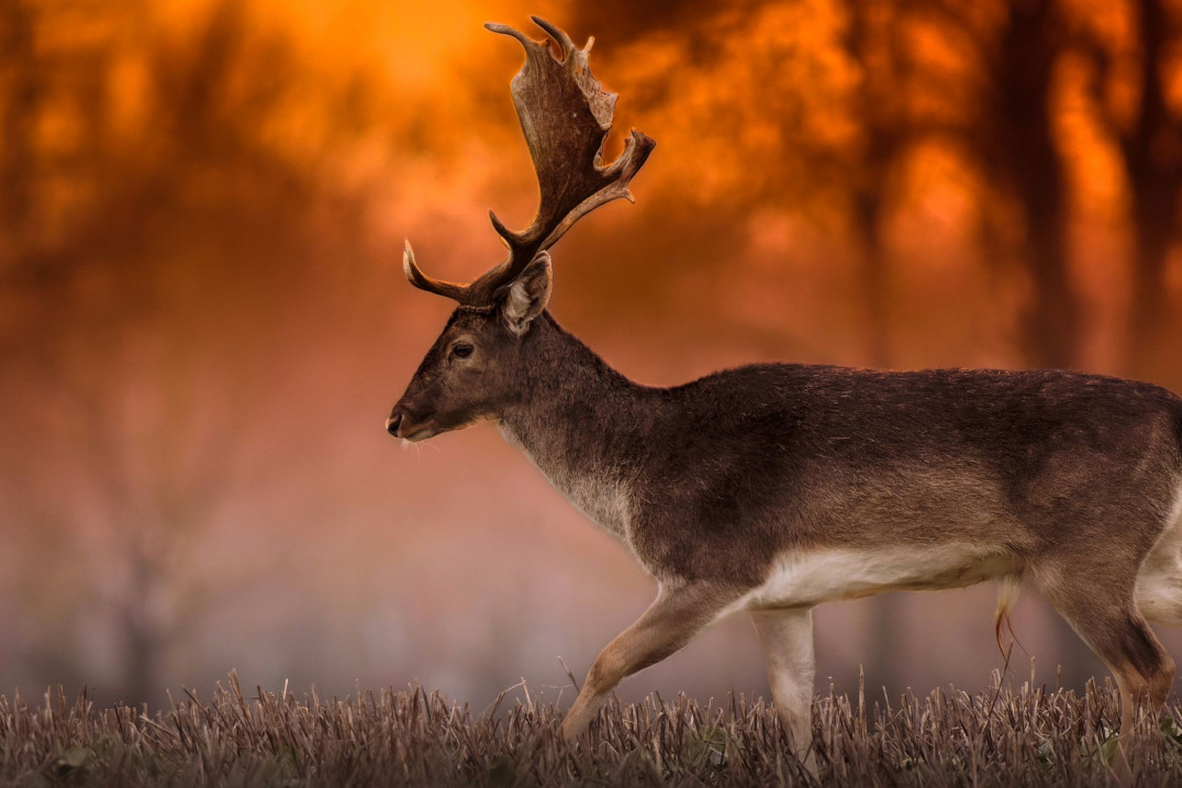 Sigma 60-600 mm f/4.5-6.3 DG DN Sports - opinia Wojciecha Sobiesiaka
