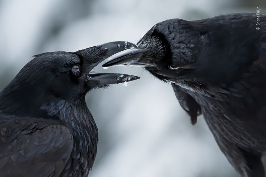 fot. Shane Kalyn, The Intimate Touch, nagroda w kat. Behaviour: Birds / Wildlife Photographer of the Year 2021Był środek zimy, początek sezonu lęgowego kruków. Shane leżał na zamarzniętej ziemi, próbując uchwycić szczegóły opalizującego upierzenia kruków na tle kontrastującego śniegu, gdy nastąpił ten intymny moment.Kruki prawdopodobnie łączą się w pary na całe życie. Ta para wymieniała się prezentami – mchem, gałązkami i małymi kamyczkami – a także pieściła się i miękko ćwierkała do siebie nawzajem.
