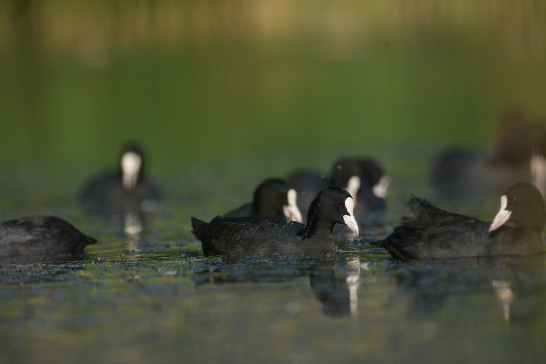 1/640 s, f/9, ISO 400, 800  mm